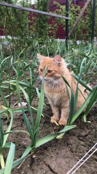 Альфушка на грядке с чесноком, ждем хороший урожай