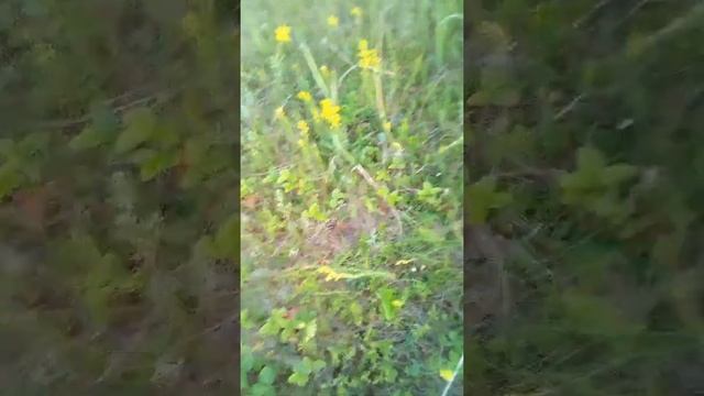 Просто вечерняя прогулка я хоте доснять в  Лесу но я пр