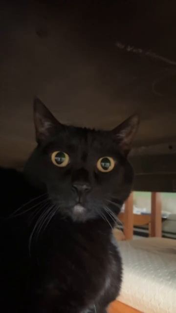 Вы напугали кисика 😺😺