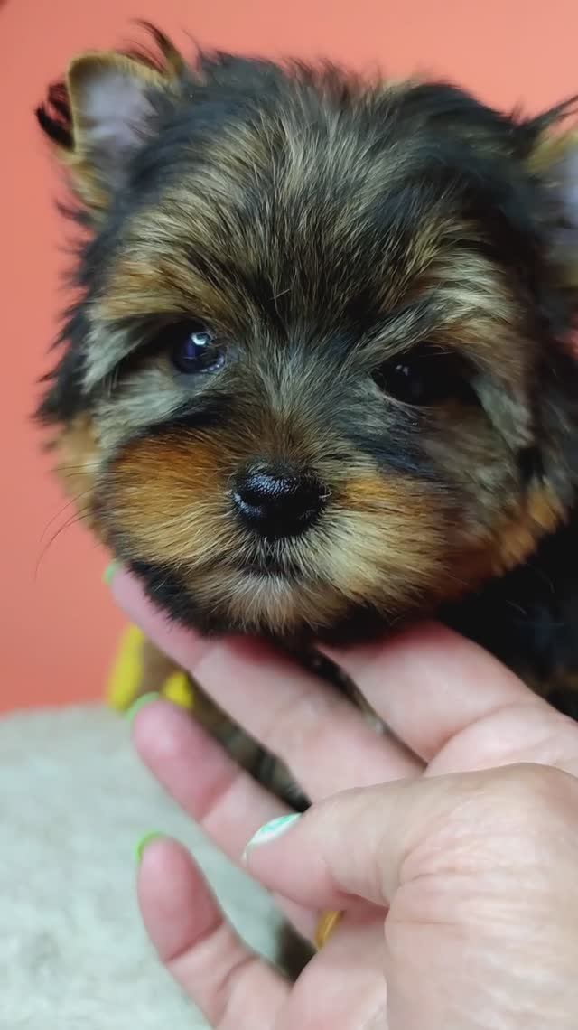 Цветной йорк, девочка в продаже