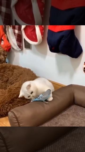 Котик и попугай 🦜❤️😺