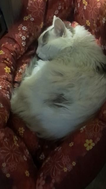 Вася спит на новом месте.