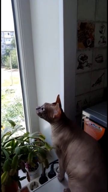 Лающий кот