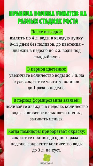Правила полива томатов на разных стадиях роста