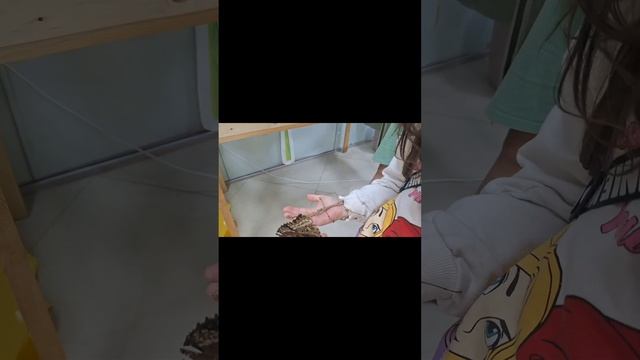 Меліса на виставці метеликів Хмельницький
