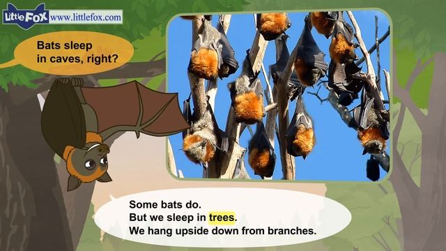 Meet the Animals 18 _ Flying Fox _ Wild Animals _ Little Fox _ Animated Stories