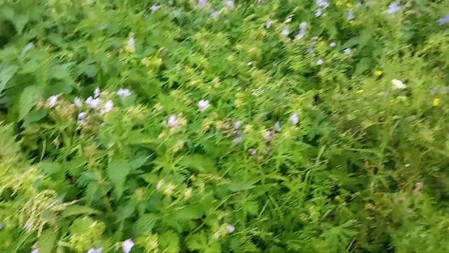 Мой ковер из герани полевой