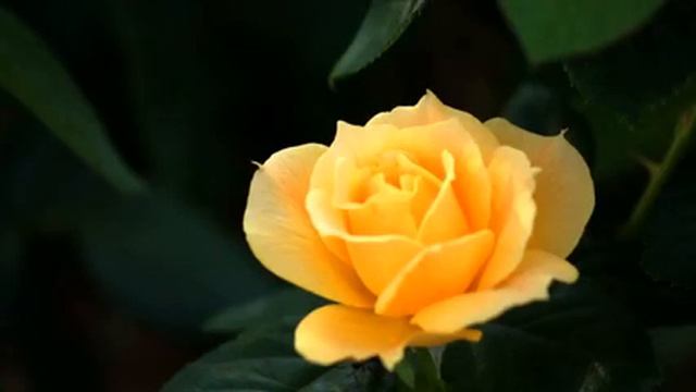 Канал самых новых русских песен и фото в отличном...