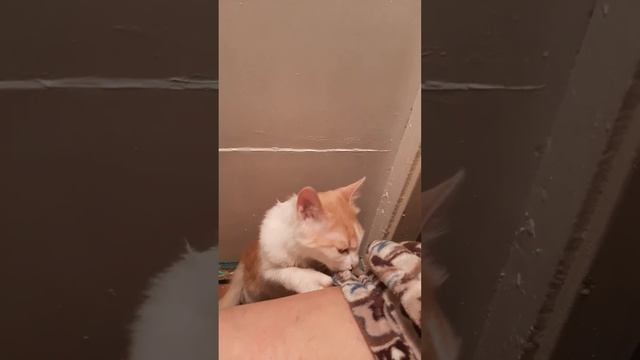кот сасун.