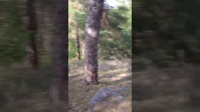 Пикник на горе. Прогулка по лесу