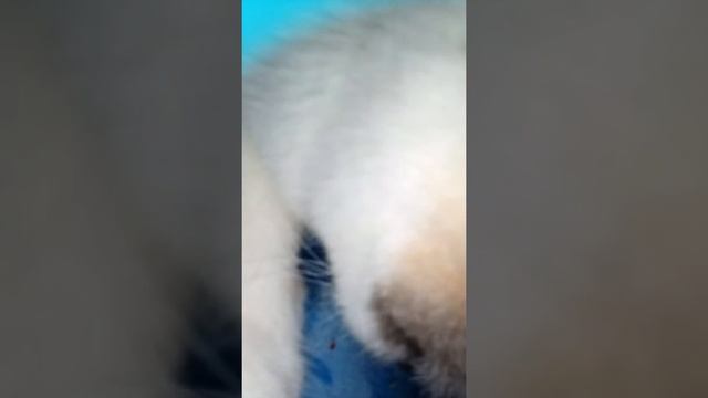Тося ест моё одеяло