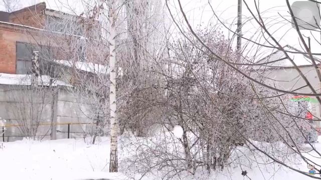 Снежколеп