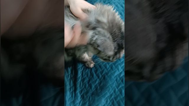 Питомцы и природа: как защитить любимцев от блох и клещей 🐾🌼
