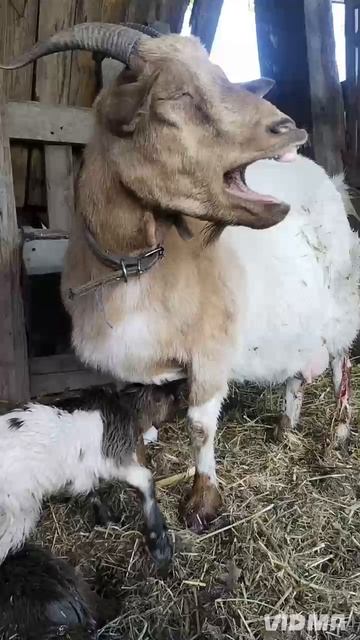 У нас родились милейшие камерунские козлики😍