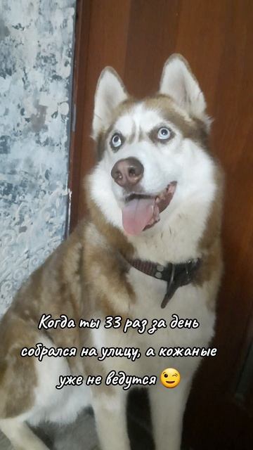 Хаски симулянт