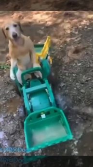 Тракторист подшофе вышел на работу🍷😂 ( видео про собак )