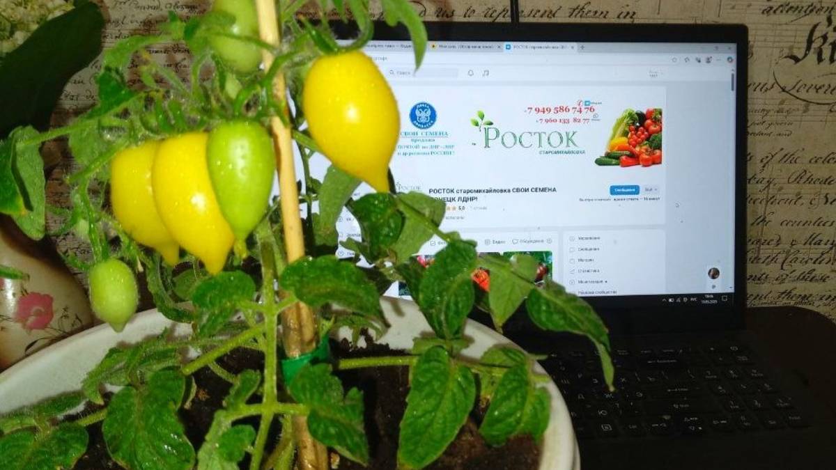 Плюмбрелла томат Желтый семена почтой