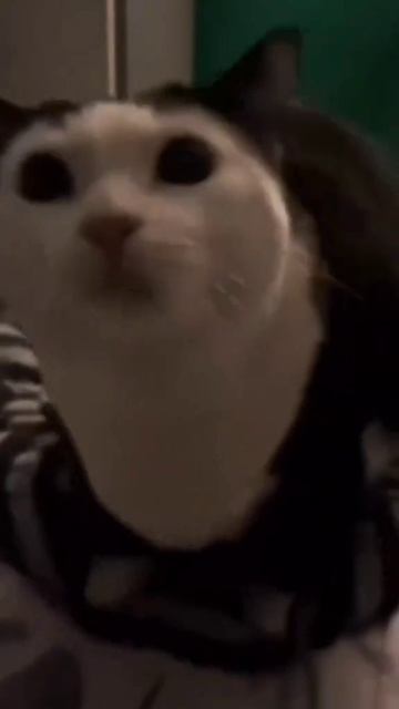 смешные котики