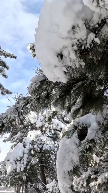 Новочеркасск Платовский проспект/февральский снег 2025