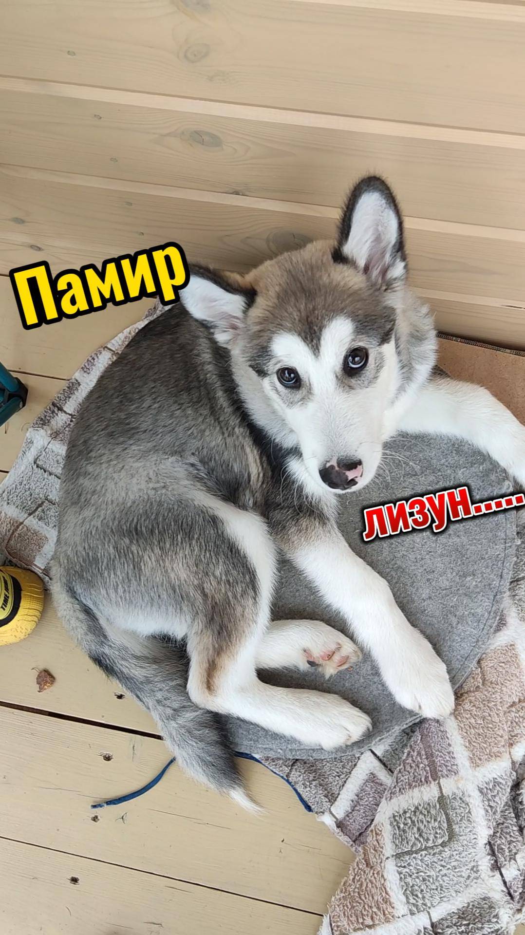 лизун