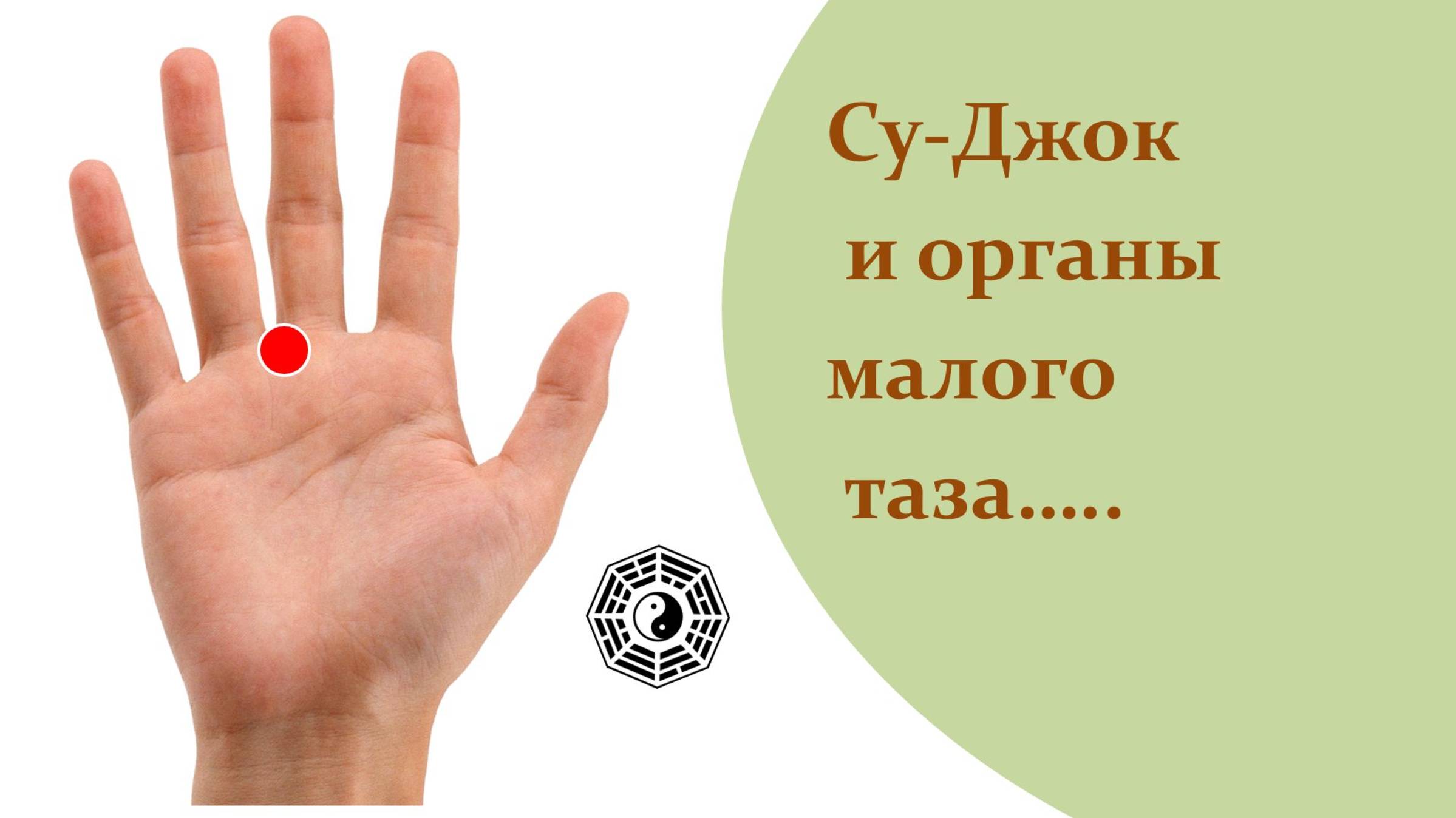 570 Органы малого таза Су-Джок