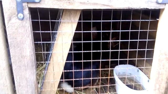 Хозяин, принеси водички. Сушняк мучает.