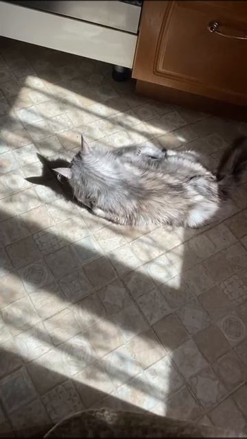 Котёнок