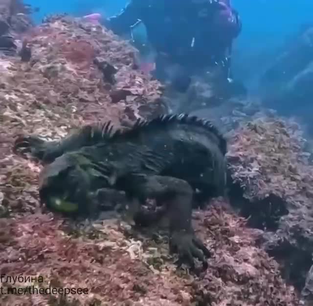 Морская игуана 🦎