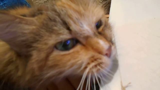 Админ года! Кошка Подушка.