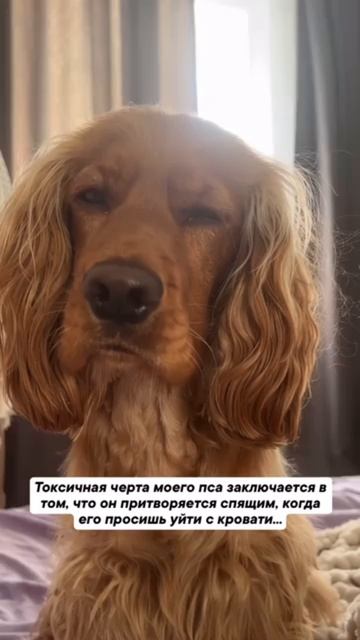 Хитрюга