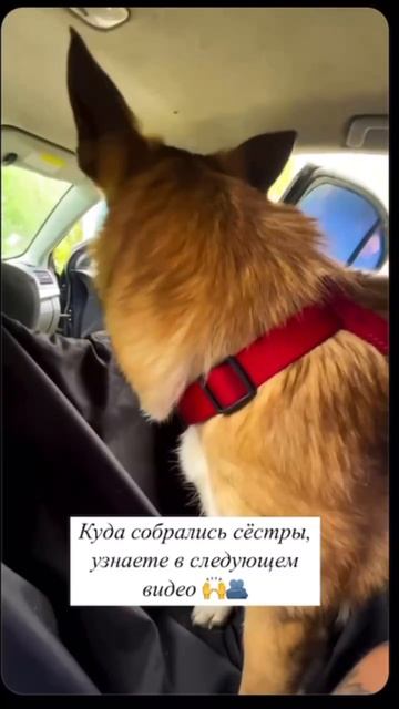 Сегодня начало дня у нас с Кейт и Кристи, которые уже куда-то спешат🙏