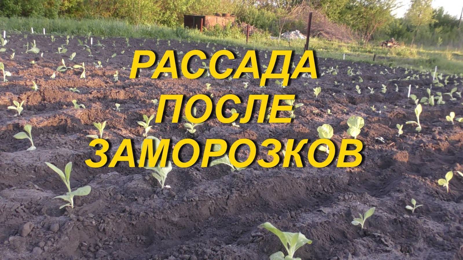 РАССАДА ПОСЛЕ ЗАМОРОЗКОВ