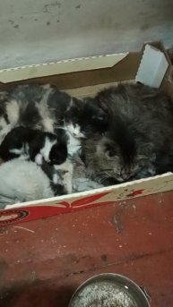 соседская семейка🤣