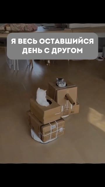 А вы сделали дз на завтра? #олмат #экономика #школа #олимпиады #дз #мем #математика #мемы #котики