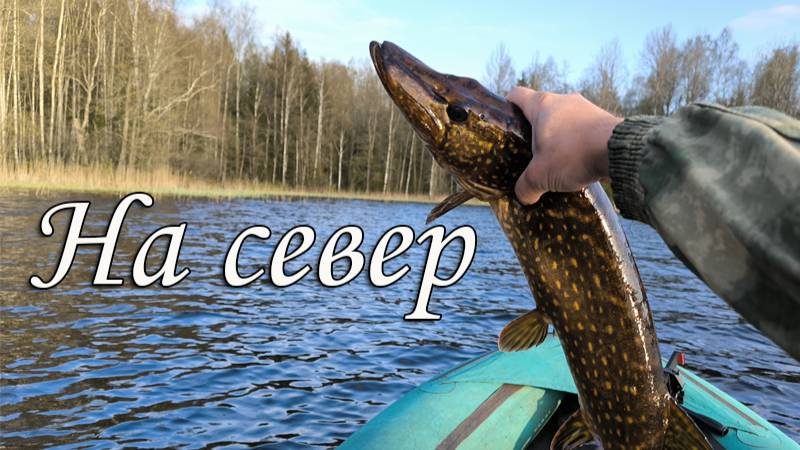 Путешествие на север в поисках крупных щук