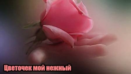 DJ Segen(Илья Киселев) Цветочек мой нежный