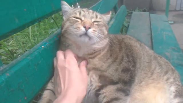 Очень толстый кот сидит на лавочке / Very fat cat sit on bench