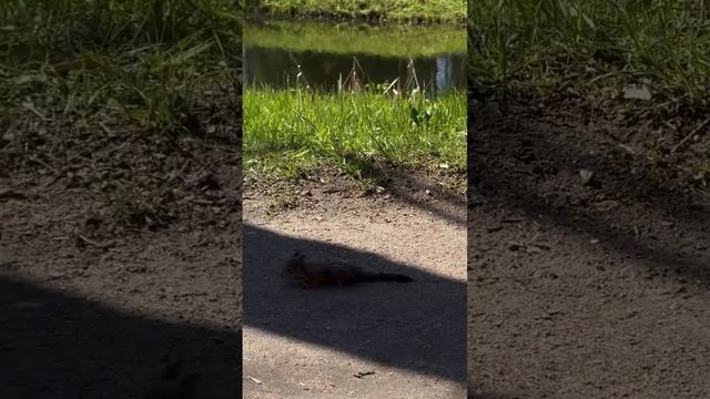 🙏 Ворона напала на гнездо белки и утащила бельчонка.