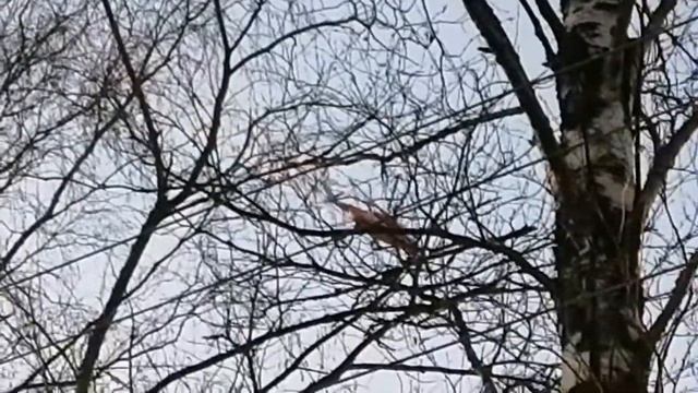 на ковре вертолёте.