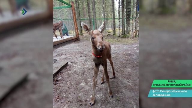 На лосеферму Печоро-Илычского заповедника вернулась беглая лосиха и родила малыша