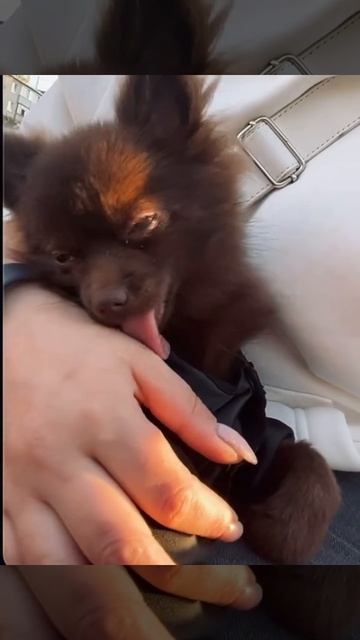 #втренде #pomeranian #потрендам #cute #животныешляйх #puppy #клубпатриот #chihuahua