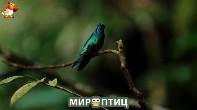 Мир птиц – красота и грация пернатых созданий Природы 🦩🦚🦜 Выпуск (136) 🦉🐦🐤