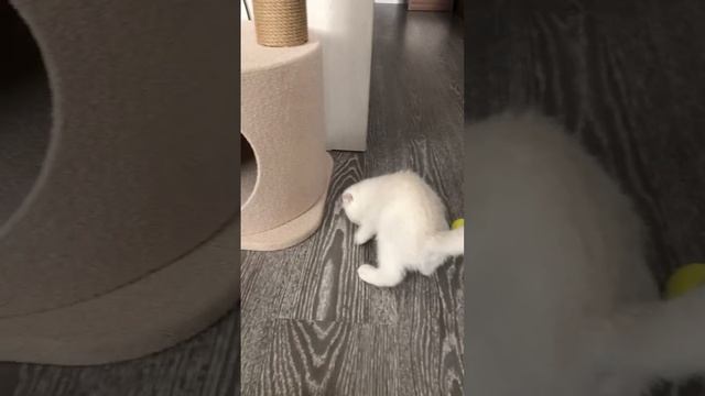 Шотландские котята для Вас!