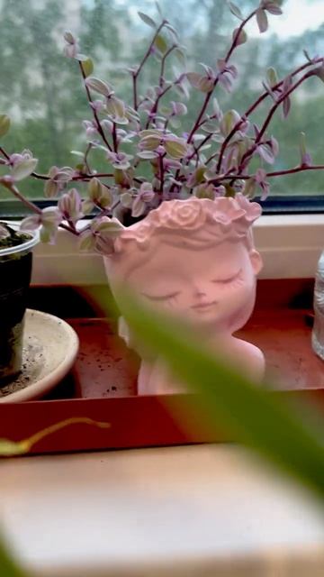 Каллизия розовая пантера / Pink Panther Callisia #садовод