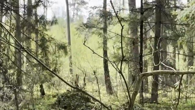 Белавежская пушча. Я ничего не подписал