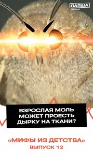 МОЛЬ ЕСТ ВЕЩИ? |Разбор теории #мифыиздетства