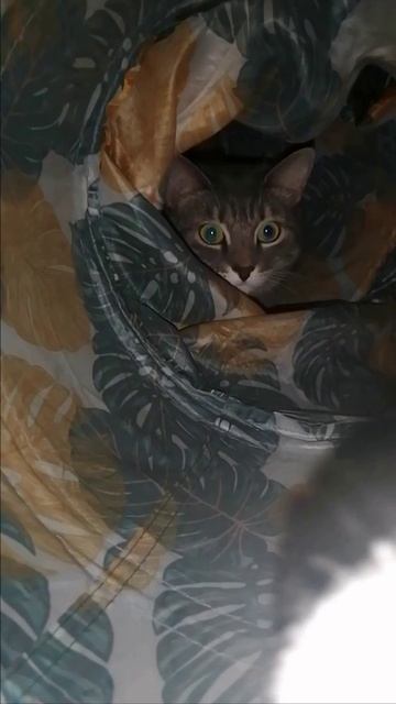Кошачий хоррор (включите звук)