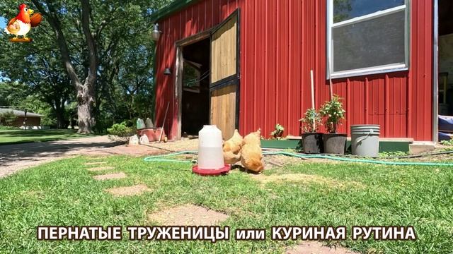 Куры несушки свободного выгула и их обычная куриная рутина – эпизод (320)