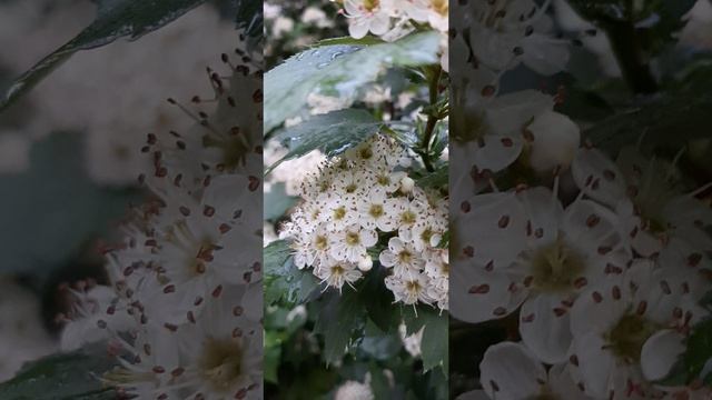 19-05-2025 18 мая. Цветы боярышника после дождя