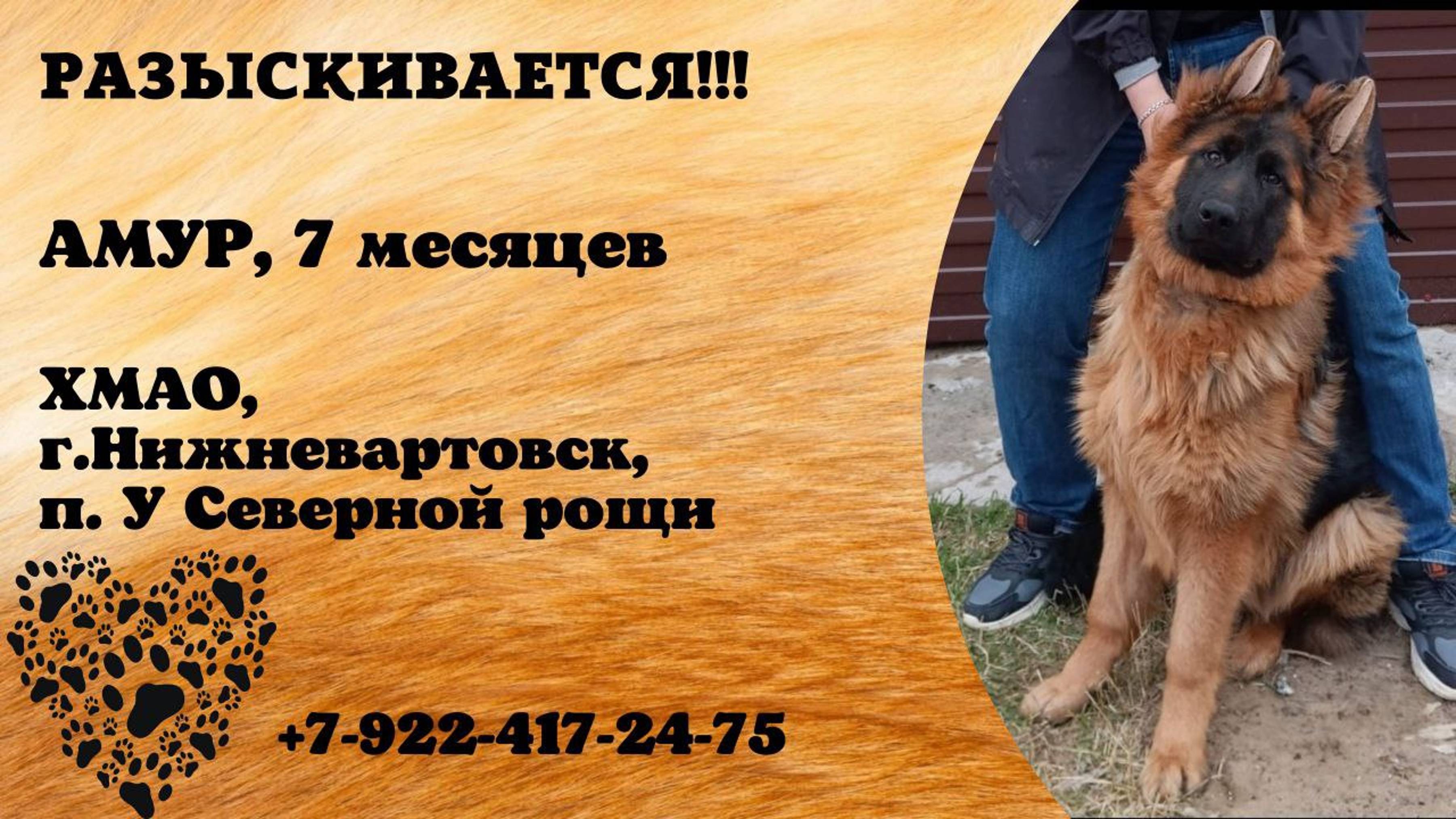 Пропала собака! АМУР. 7 месяцев. ХМАО, г. Нижневартовск, п. У Северной рощи